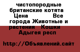 чистопородные британские котята › Цена ­ 10 000 - Все города Животные и растения » Кошки   . Адыгея респ.